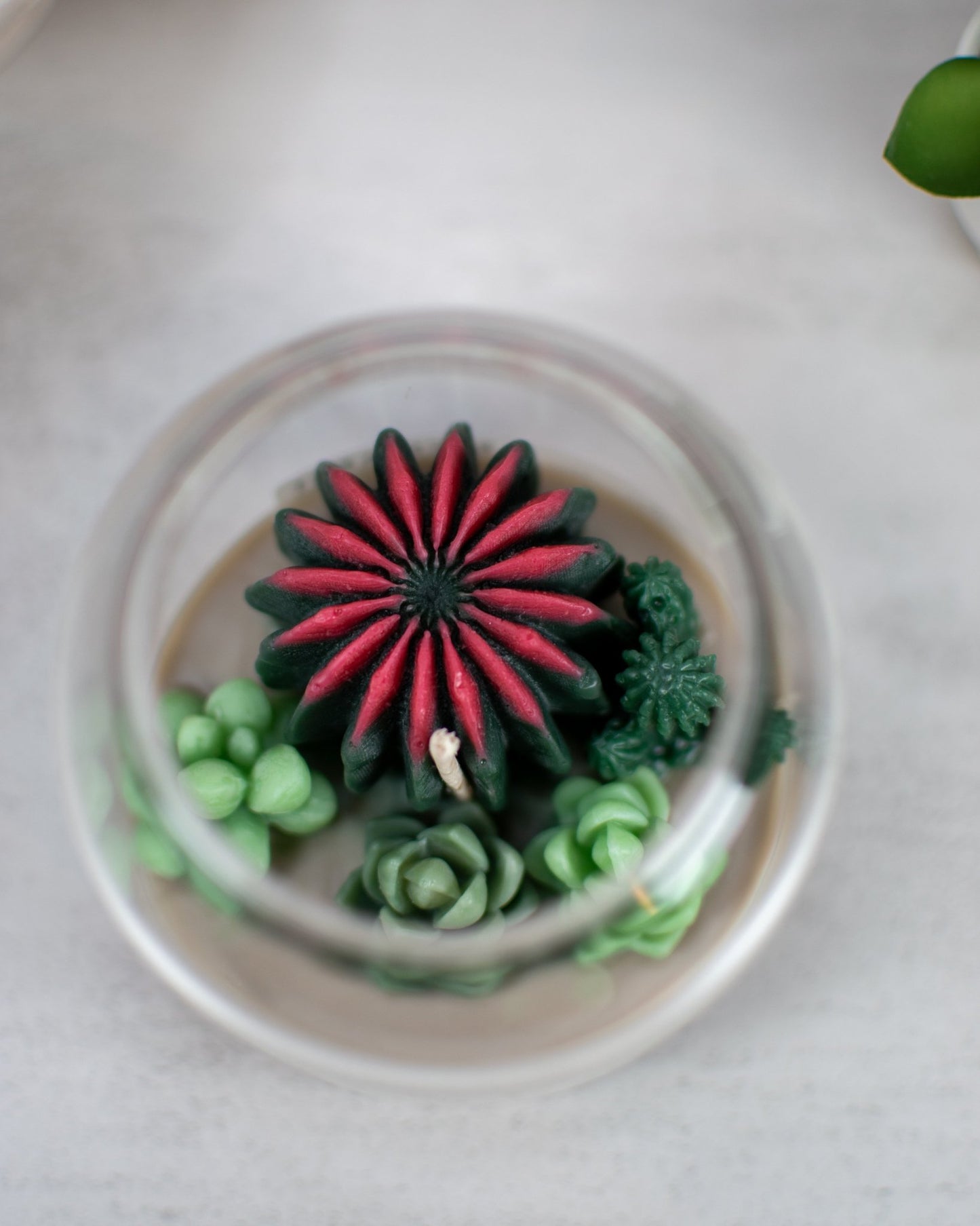 Succulent Terrarium | Floral Container Candle - Amaryllis Custom CraftsCandleAmaryllis Custom Crafts